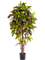 Croton exellent Branched - Foto 57549