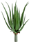 Aloe plant Tuft (23 lvs.) - Foto 57564