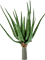 Aloe plant Tuft (17 lvs.) 50 - Foto 57565