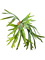 Fern Staghorn Bush (8 `lvs.) - Foto 57570