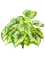 Begonia Bush - Foto 57572