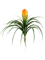 Bromelia vriesia Tuft - Foto 57578