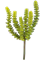 Crassula perforata Green (6x) - Foto 57631