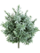 Crossostephium Bush - Foto 57641