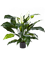 Spathiphyllum Bush - Foto 57656