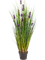 Grass Lavender Bush - Foto 57676