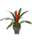 Guzmania continental Tuft - Foto 57696