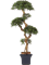 Podocarpus Branched - Foto 57719