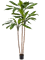 Cordyline fruticosa Branched - Foto 57771