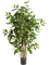 Dracaena Surculosa Branched - Foto 57772