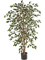 Ficus nitida Var. Branched - Foto 57777