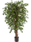Ficus hawaiian liana Branched - Foto 57783