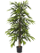 Ficus longifolia Branched - Foto 57816