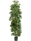 Schefflera Var. Column - Foto 57826