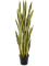 Sansevieria Tuft Typ 2 - Foto 57881