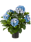 Hydrangea Bush - Foto 57892