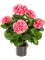 Hydrangea Bush - Foto 57893
