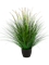 Grass Pennisetum woodside Bush - Foto 57901