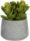 Succulent In Cement Pot - Foto 57944