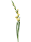 Gladiolus - Foto 57961