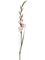Gladiolus - Foto 57962