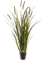 Grass Cattails Bush - Foto 57981