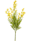 Mimosa Yellow - Foto 58026