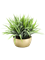 Grass Bush in Pearlgold Bowl - Foto 58027