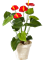 Anthurium Bush Red - Foto 58105