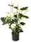 Anthurium Bush Cream - Foto 58106