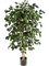 Ficus nitida exotica Branched - Foto 58140