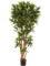 Croton goldfinger reflexa Branched Typ 2 - Foto 58176