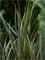 Grass Bush Burgundy - Foto 58220