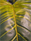 Colocasia Tuft - Foto 58223