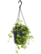 Parthenocissus striata Hanger - Foto 58286
