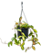 Hoya carnosa 'Tricolor' - Foto 58310