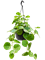Cissus rotundifolia Hanger - Foto 58311