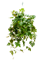 Cissus rhombifolia 'Ellen Danica' Hanger - Foto 58312