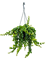 Aeschynanthus 'Rasta' Hanger - Foto 58316