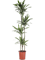 Dracaena deremensis 'Warneckei' - Foto 58323