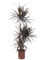 Dracaena marginata 'Magenta' 60-30-15 - Foto 58351