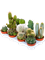 Cactus mix 11/tray - Foto 58370