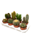 Cactus mix 8/tray - Foto 58371