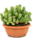 Euphorbia resinifera - Foto 58381