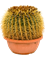 Echinocactus grusonii 40-45 cm - Foto 58399