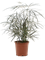 Dizygotheca elegantissima Bush - Foto 58453