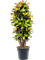Croton (Codiaeum) variegatum 'Mrs. Iceton' Branched - Foto 58482