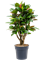 Croton (Codiaeum) variegatum 'Petra' Branched - Foto 58484