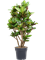 Croton (Codiaeum) variegatum 'Petra' Branched - Foto 58485