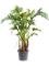 Philodendron 'Xantal' - Foto 58555